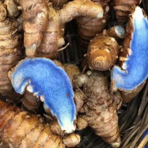 indian black turmeric